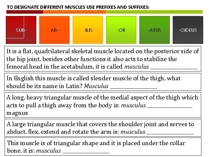 TO DESIGNATE DIFFERENT MUSCLES USE PREFIXES AND SUFFIXES: SUB- AB- -ILIS -OR -ATUS -OIDEUS