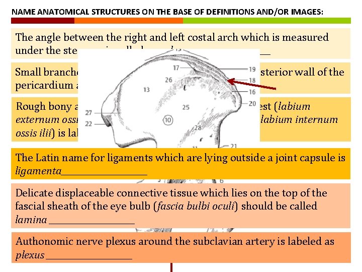 NAME ANATOMICAL STRUCTURES ON THE BASE OF DEFINITIONS AND/OR IMAGES: The angle between the