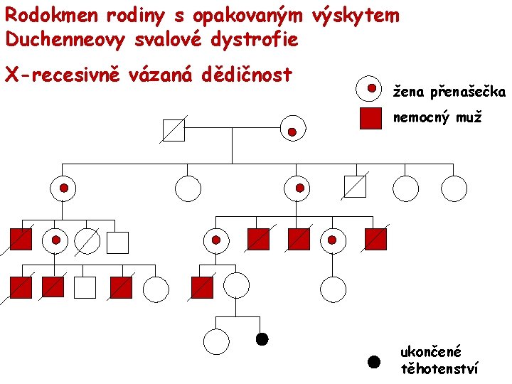 Rodokmen rodiny s opakovaným výskytem Duchenneovy svalové dystrofie X-recesivně vázaná dědičnost žena přenašečka nemocný