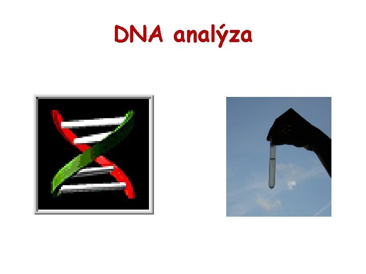 DNA analýza 