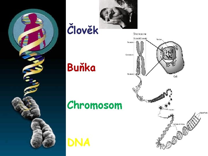 Člověk Buňka Chromosom DNA 