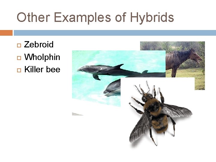 Other Examples of Hybrids Zebroid Wholphin Killer bee 
