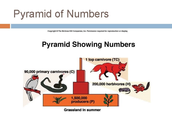 Pyramid of Numbers 