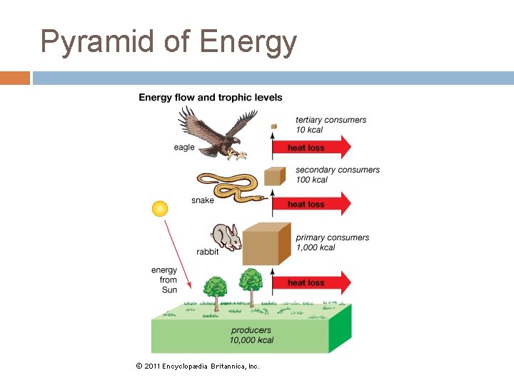 Pyramid of Energy 