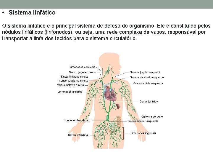  • Sistema linfático O sistema linfático é o principal sistema de defesa do