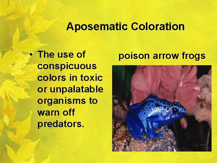 Aposematic Coloration • The use of poison arrow frogs conspicuous colors in toxic or