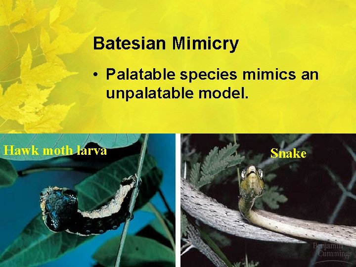 Batesian Mimicry • Palatable species mimics an unpalatable model. Hawk moth larva Snake 