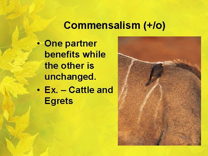Commensalism (+/o) • One partner benefits while the other is unchanged. • Ex. –