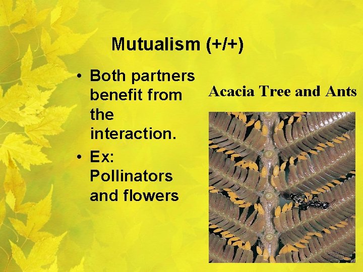 Mutualism (+/+) • Both partners Acacia Tree and Ants benefit from the interaction. •