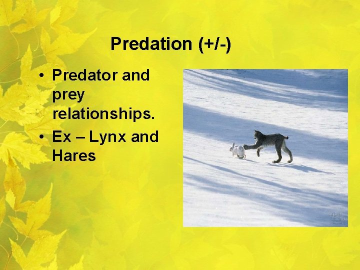 Predation (+/-) • Predator and prey relationships. • Ex – Lynx and Hares 
