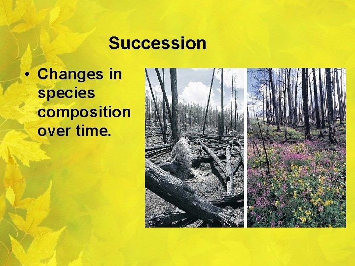 Succession • Changes in species composition over time. 