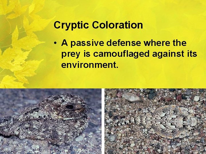 Cryptic Coloration • A passive defense where the prey is camouflaged against its environment.