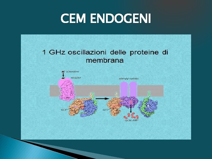 CEM ENDOGENI 