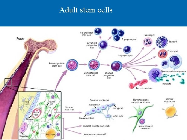 Adult stem cells 12/3/2020 Dr. Hariom Yadav 