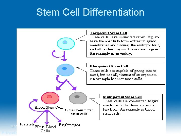 Stem Cell Differentiation 12/3/2020 Princeton University Dr. Hariom Yadav 