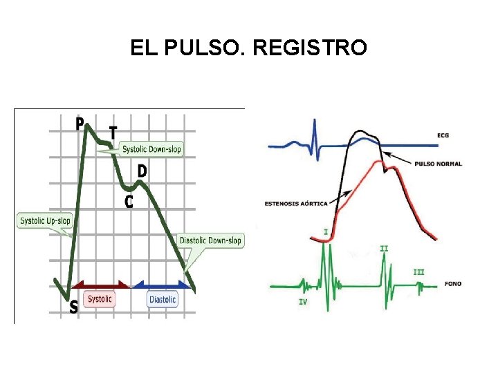 EL PULSO. REGISTRO 