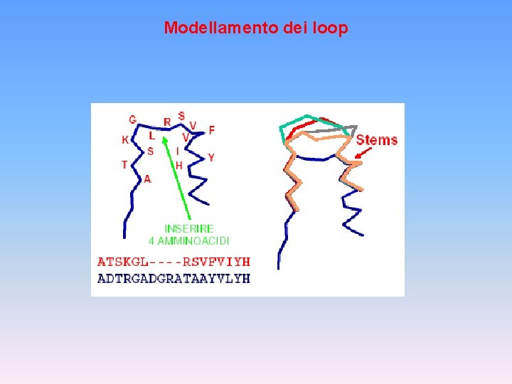 Modellamento dei loop 