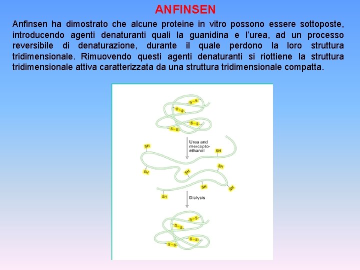 ANFINSEN Anfinsen ha dimostrato che alcune proteine in vitro possono essere sottoposte, introducendo agenti