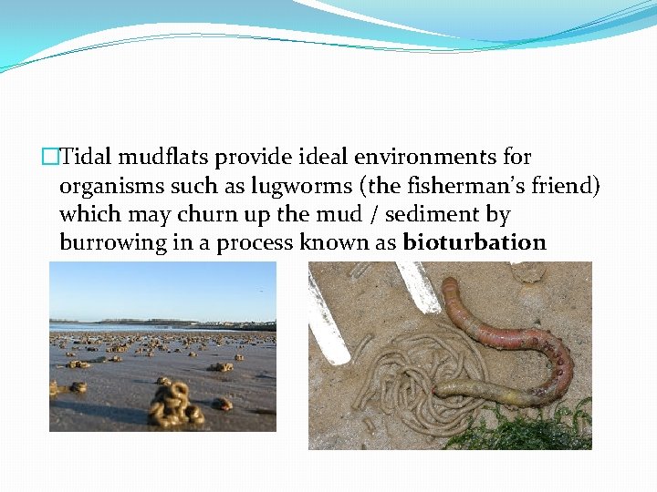 �Tidal mudflats provide ideal environments for organisms such as lugworms (the fisherman’s friend) which