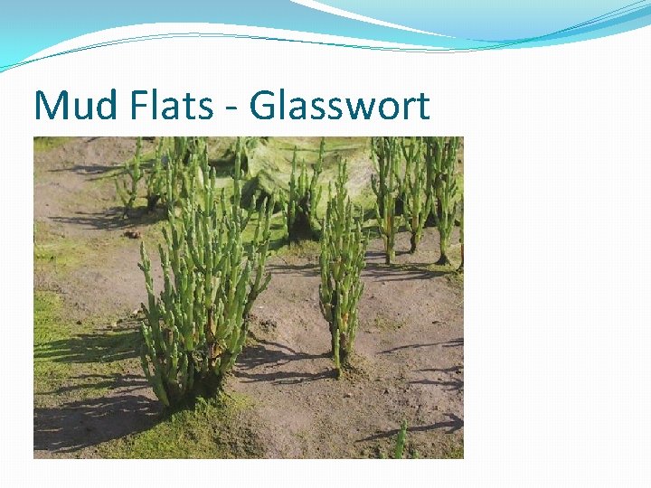 Mud Flats - Glasswort 