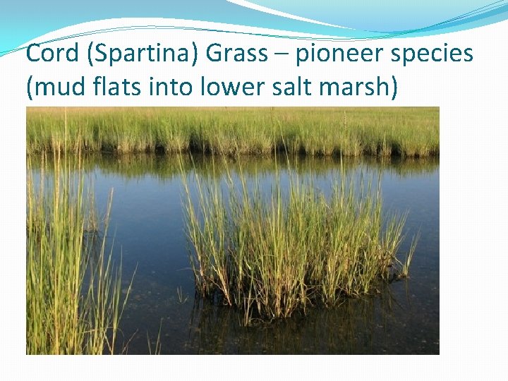Cord (Spartina) Grass – pioneer species (mud flats into lower salt marsh) 