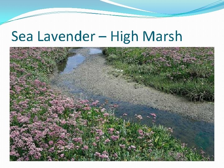 Sea Lavender – High Marsh 