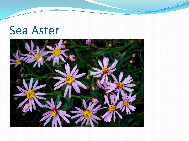 Sea Aster 