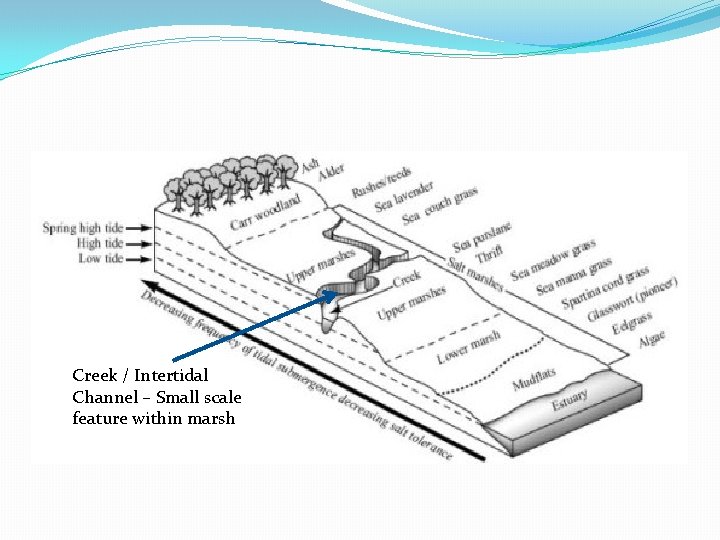 Creek / Intertidal Channel – Small scale feature within marsh 