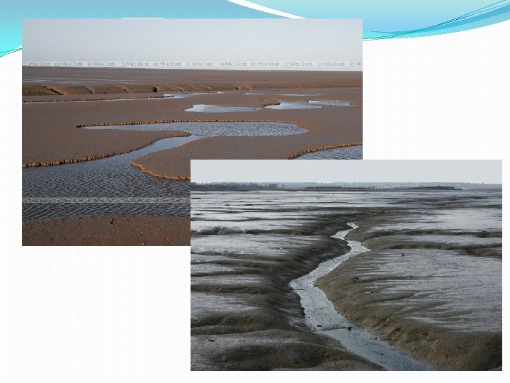 �mud flats 