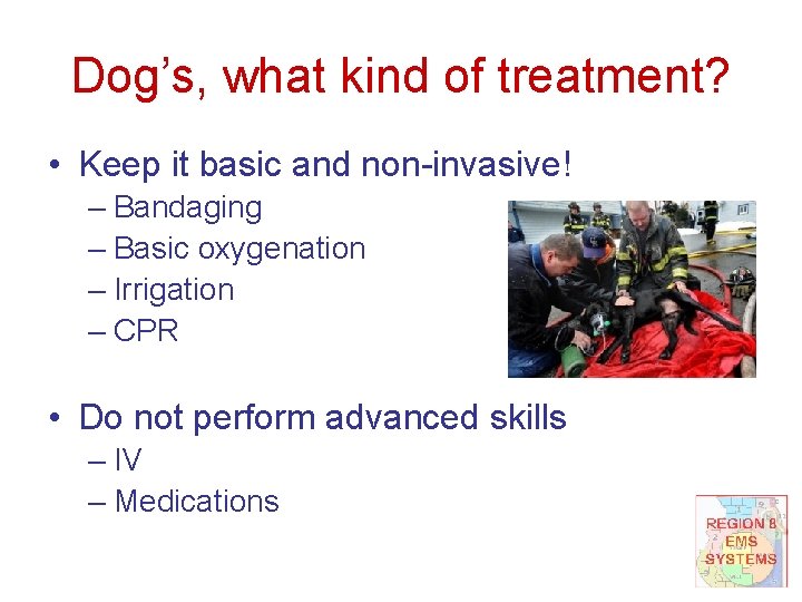 Dog’s, what kind of treatment? • Keep it basic and non-invasive! – Bandaging –