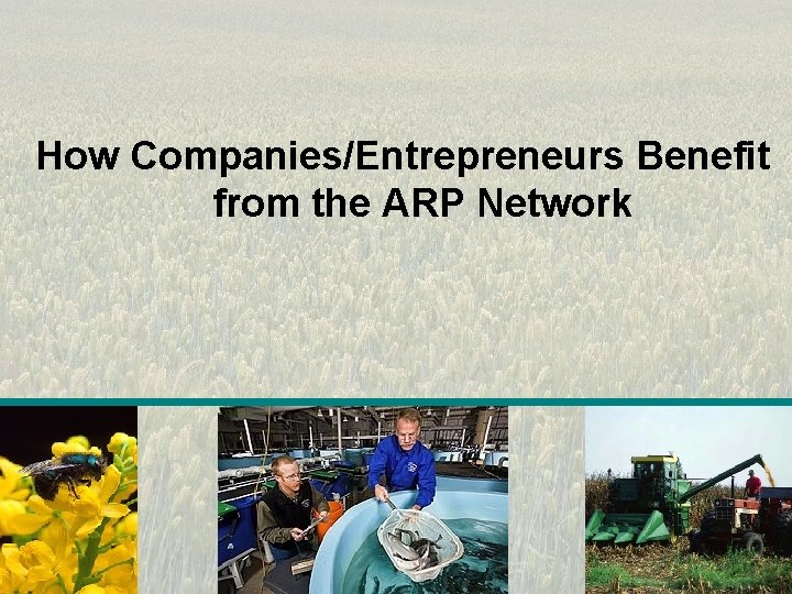How Companies/Entrepreneurs Benefit from the ARP Network 