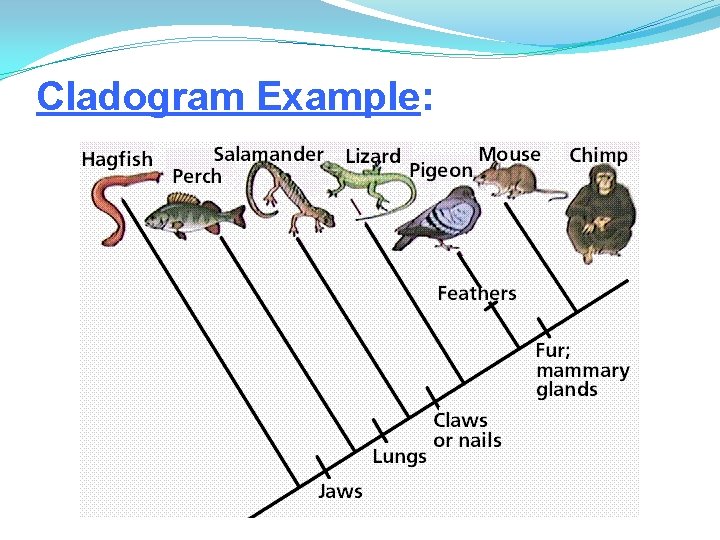 Cladogram Example: 