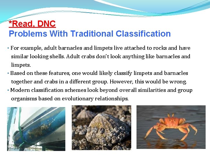 *Read, DNC Problems With Traditional Classification For example, adult barnacles and limpets live attached