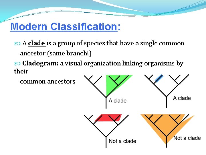 Modern Classification: A clade is a group of species that have a single common