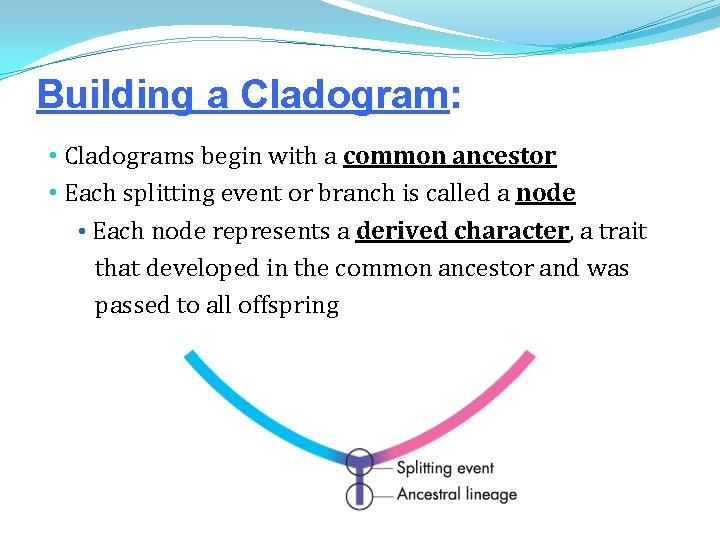 Building a Cladogram: • Cladograms begin with a common ancestor • Each splitting event