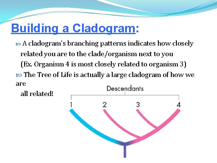 Building a Cladogram: A cladogram’s branching patterns indicates how closely related you are to