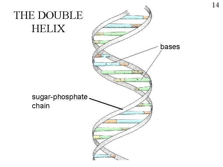 14 THE DOUBLE HELIX bases sugar-phosphate chain 
