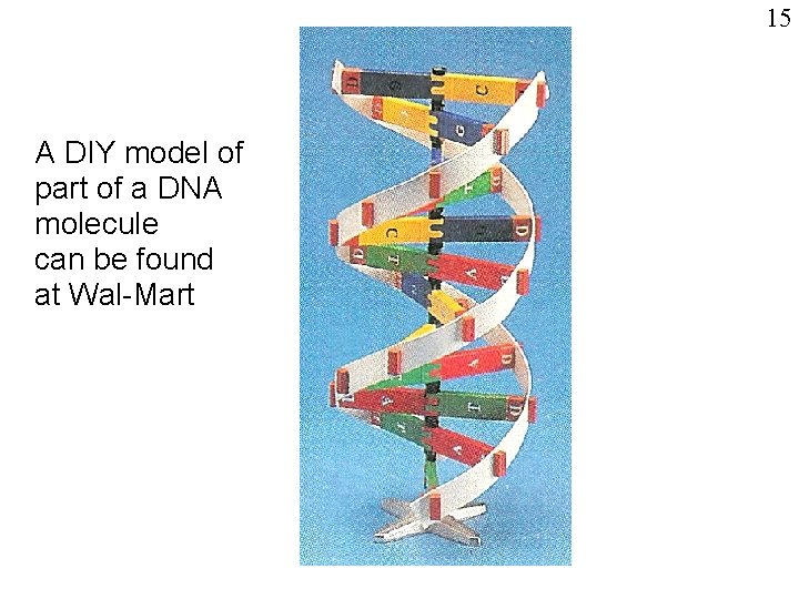 15 A DIY model of part of a DNA molecule can be found at