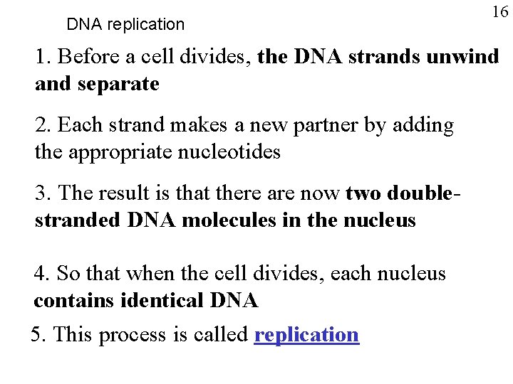 DNA replication 16 1. Before a cell divides, the DNA strands unwind and separate