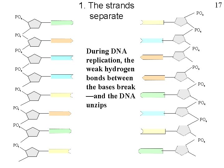 PO 4 1. The strands separate PO 4 PO 4 17 During DNA replication,
