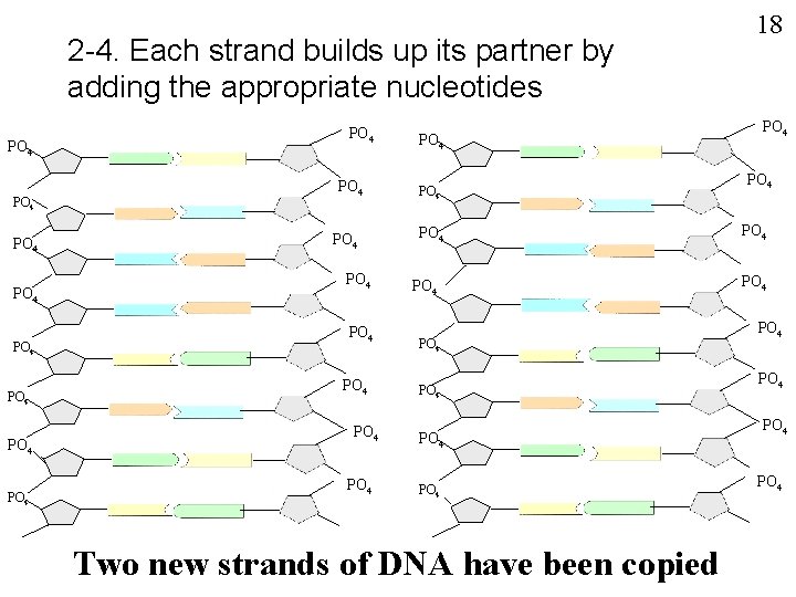 2 -4. Each strand builds up its partner by adding the appropriate nucleotides PO