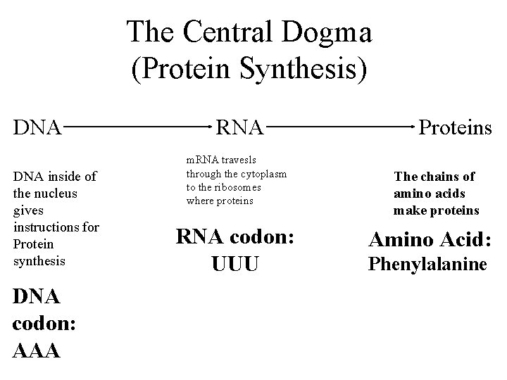 The Central Dogma (Protein Synthesis) DNA inside of the nucleus gives instructions for Protein