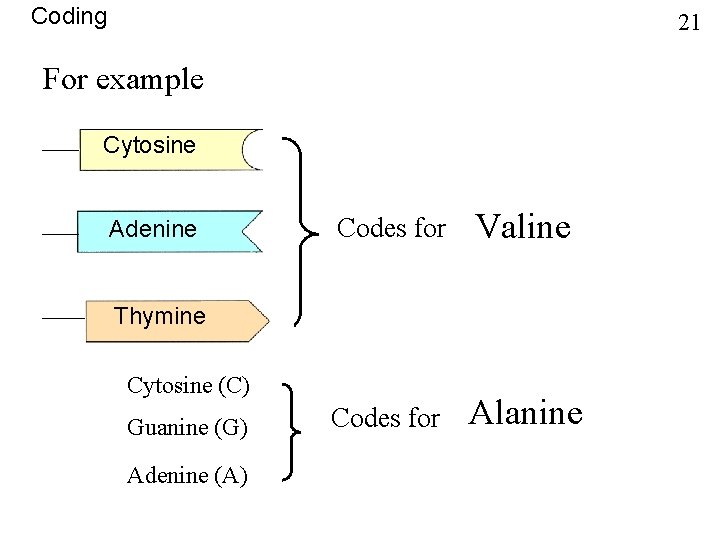 Coding 21 For example Cytosine Adenine Codes for Valine Codes for Alanine Thymine Cytosine