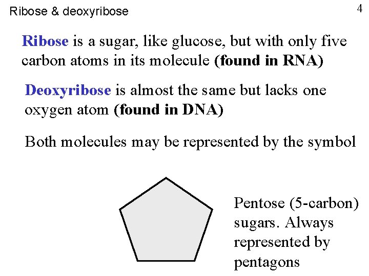 4 Ribose & deoxyribose Ribose is a sugar, like glucose, but with only five