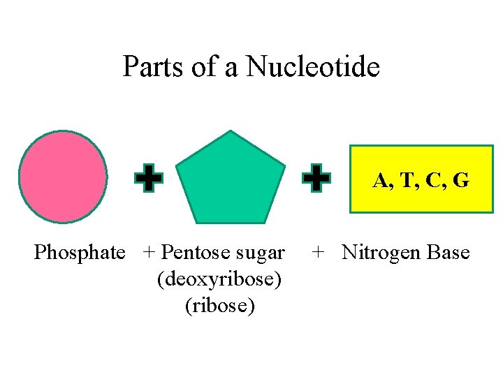 Parts of a Nucleotide A, T, C, G Phosphate + Pentose sugar (deoxyribose) (ribose)