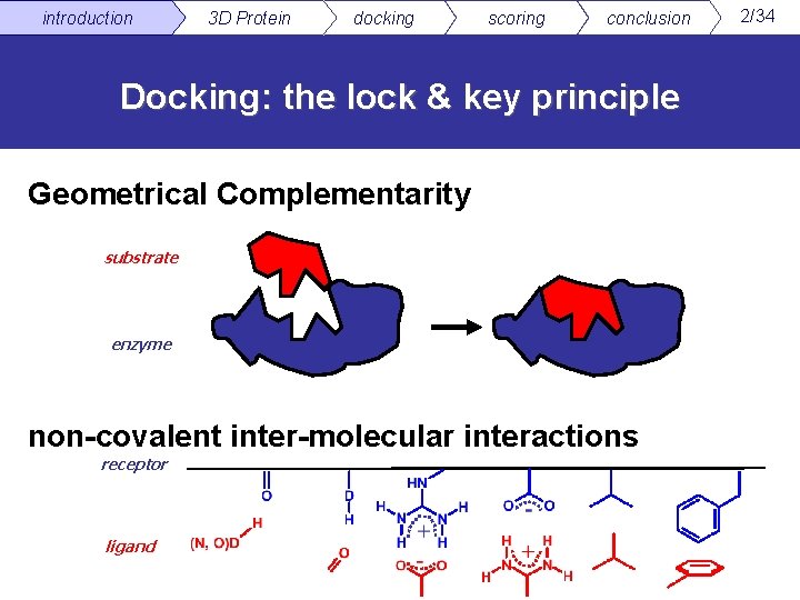 introduction 3 D Protein docking scoring conclusion Docking: the lock & key principle Geometrical