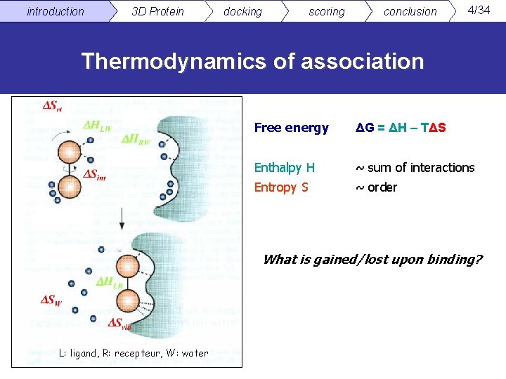 introduction 3 D Protein docking scoring conclusion 4/34 Thermodynamics of association Free energy ΔG