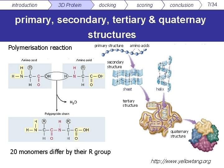 introduction 3 D Protein docking scoring conclusion 7/34 primary, secondary, tertiary & quaternay structures