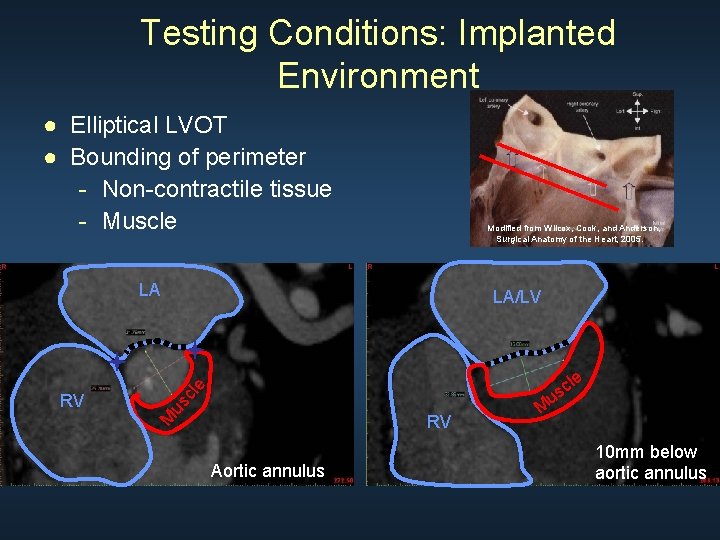 Testing Conditions: Implanted Environment ● Elliptical LVOT ● Bounding of perimeter - Non-contractile tissue