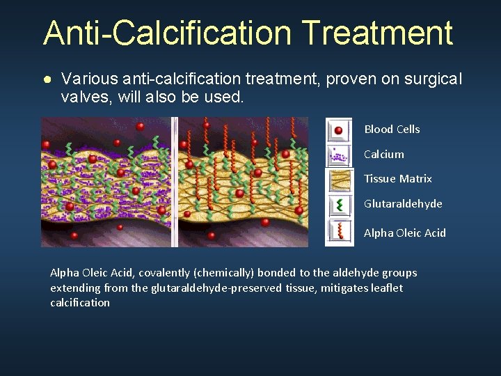 Anti-Calcification Treatment ● Various anti-calcification treatment, proven on surgical valves, will also be used.